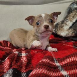 Boy 2 - Merle male Chihuahua puppy in Warsaw, Virginia from B&D Chihuahuas