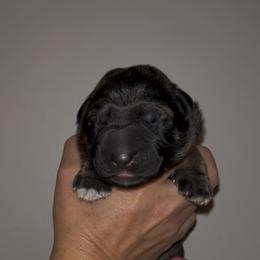 Purple collar - Sable female German Shepherd puppy in Saint Charles, Missouri from Lowemond German Shepherds