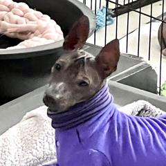 Toro - Xoloitzcuintli