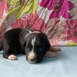 (Avani) Nala - Black and white female Border Collie puppy in Max, Nebraska from Stag Valley Homestead