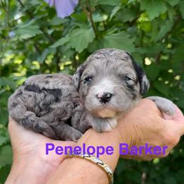 Penelope (Barker) - Merle female Goldendoodle puppy in Newark, Ohio from Valleydayle Doodles and Wheatens