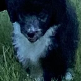 Aussiedoodle, Australian Shepherd, and Toy Australian Shepherd Puppies from Tumblin T Aussies and Aussiedoodles