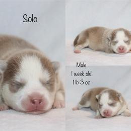 Solo - Lavender male Pomsky puppy in Denham Springs, Louisiana from Bayouland Pomskies