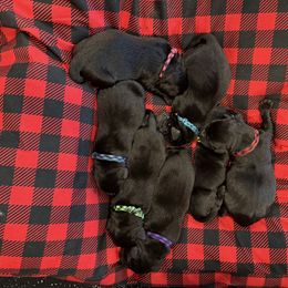 Yellow Girl - Black female Labrador Retriever puppy in Colorado from Albrecht Farms Labrador Retrievers