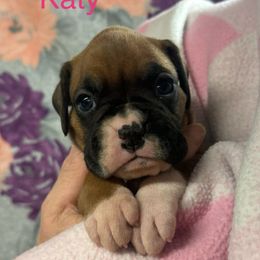Katy - Fawn female Boxer puppy in Elyria, Ohio from Just-A-Wyn Boxers