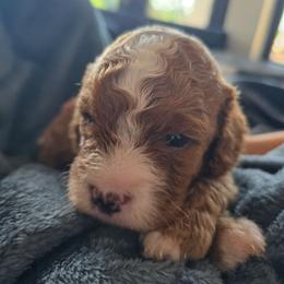Boy 4 - Red male Cavapoo puppy in Knoxville, Tennessee from Shannan's Cavapoos