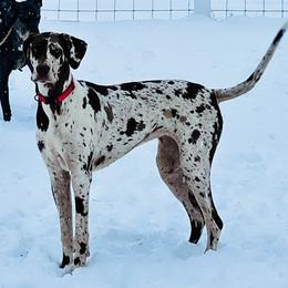 Marley - Great Dane