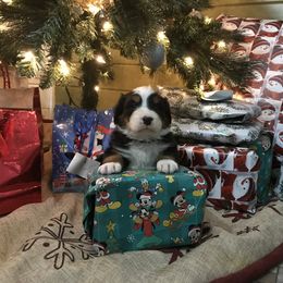 Bernese Mountain Dog Puppies from Stone Hill Farm