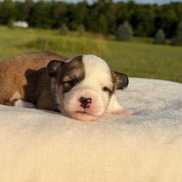 Magnolia - Red female Pembroke Welsh Corgi puppy in Fairchild, Wisconsin from Reigning Corgis