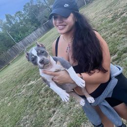 American Bully Puppies from Manuia Kennels