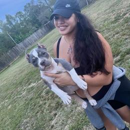 American Bully Puppies from Manuia Kennels