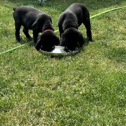 Labrador Retriever Puppies from Hunter’s Moon Retrievers