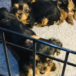 Yorkshire Terriers from Lone Star Puppies