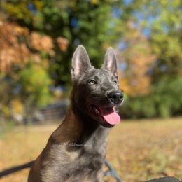 Wren - Belgian Malinois