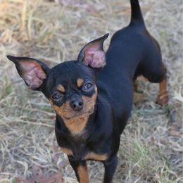 Tiny Tink - Chihuahua