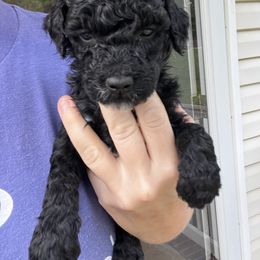 Goldendoodle Puppies from Crowders Creek Doodles