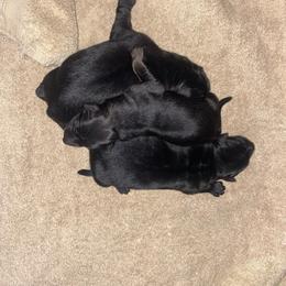 Male 1 - Black male German Shepherd puppy in Marianna, Florida from Haus M Godwin
