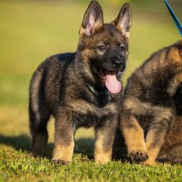 German Shepherd Puppies from Sommerfeld German Shepherds