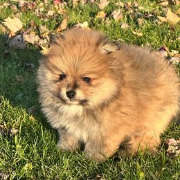 Walrus - Orange sable male Pomeranian puppy in Waterloo, Indiana from Garcias Pomeranian
