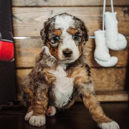 BALBOA - Phantom male Bernedoodle puppy in Lehi, Utah from Thompson Family Puppies