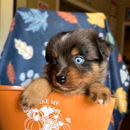 Buzz - Blue merle male Miniature Australian Shepherd puppy in Buchanan, Georgia from Stanleyville Farm Mini Aussies