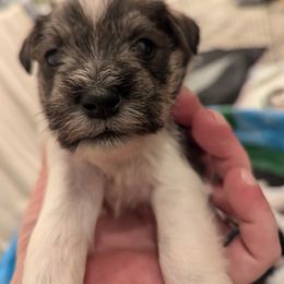 Miniature Schnauzer Puppies from Mississippi Mini Schnauzers