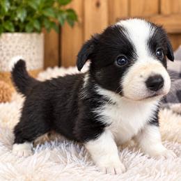Pearl - Black and white female Cardigan Welsh Corgi puppy in Kerens, West Virginia from Leather & Lace