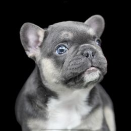 French Bulldogs from BOLD BLUE ENDEAVORS