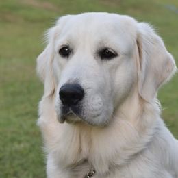 Golden Retrievers from Radiant Goldens