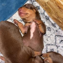 Girl white chest - Chocolate and tan female Dachshund puppy in Madison, Wisconsin from SK Miniature   Dachshunds