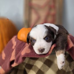 Red tri female - Red tri female Miniature Australian Shepherd puppy in Russellville, Alabama from Star B Cattle and Aussies