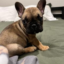 French Bulldog Puppies from Lance Miller