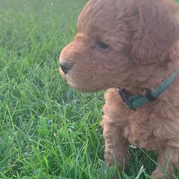 German Shorthaired Pointer and Labradoodle Puppies from Faddis Family Farms