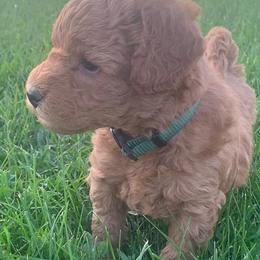 German Shorthaired Pointer and Labradoodle Puppies from Faddis Family Farms