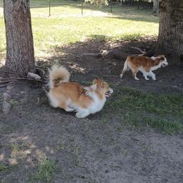 Bo - Pembroke Welsh Corgi