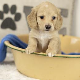 Cream boy - Cream male Dachshund puppy in Seminary, Mississippi from Down South Mavericks Dachshunds