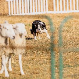 Border Collies and Karakachans from CK9