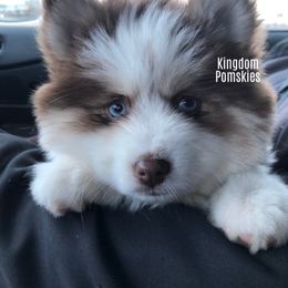 Pomsky Puppies from Kingdom Pomskies