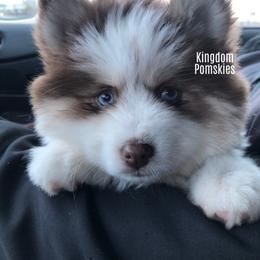 Pomsky Puppies from Kingdom Pomskies