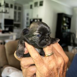 Millie - Black and tan female Shih Tzu puppy in Mineola, Texas from RL Phillips Shihtzus