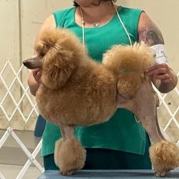 Clair - Poodle