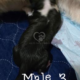Male 3 - White and brown male Saint Bernard puppy in Kaukauna, Wisconsin from Holtz Family Saints
