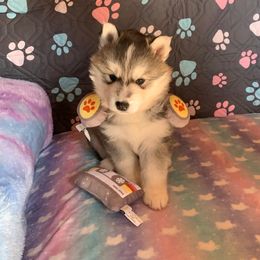 Siberian Husky Puppies from Canace Siberians