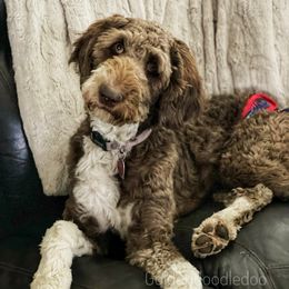 Assorted Doodle Crosses, Aussiedoodles, Golden Aussiedoodles, Goldendoodles, and Sheepadoodles from Goldendoodledoo Farms