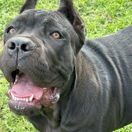 Girl one - Black female Cane Corso puppy in Granbury, Texas from Revolutions Kennel