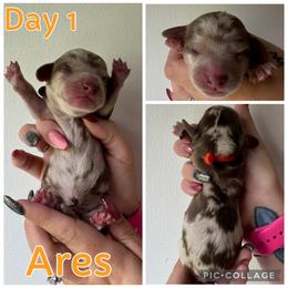 Ares - Dapple male Dachshund puppy in Michigan from M.H.P Dachshunds