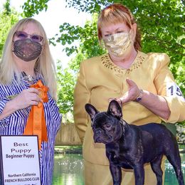 French Bulldogs from Sierra Frenchies