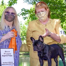 French Bulldogs from Sierra Frenchies