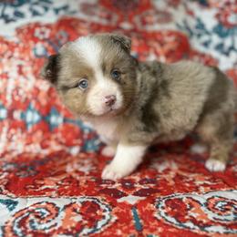 Hadley - Red merle female Miniature Australian Shepherd puppy in Mount Airy, Georgia from North Georgia Gems