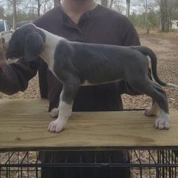 Korra - Mantle female Great Dane puppy in Pollock, Louisiana from Danes Done Right